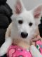 American Eskimo Dog Puppies for sale in Las Vegas, NV, USA. price: NA