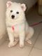 American Eskimo Dog Puppies for sale in Houston, TX 77084, USA. price: NA