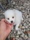 American Eskimo Dog Puppies for sale in VLG WELLINGTN, FL 33470, USA. price: NA