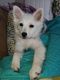 American Eskimo Dog Puppies for sale in Centreville, MI 49032, USA. price: $1,500