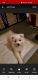 American Eskimo Dog Puppies for sale in Belleville, MI 48111, USA. price: $1,500