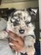 American Eskimo Dog Puppies for sale in Redford Charter Twp, MI, USA. price: $500