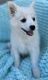 American Eskimo Dog Puppies for sale in Colorado Springs, CO 80911, USA. price: NA