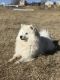 American Eskimo Dog Puppies for sale in Nucla, CO 81424, USA. price: NA