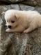American Eskimo Dog Puppies for sale in Jacksonville, FL, USA. price: NA