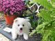 American Eskimo Dog Puppies for sale in Kent, WA, USA. price: NA