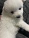 American Eskimo Dog Puppies for sale in Brockton, MA 02302, USA. price: NA