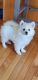 American Eskimo Dog Puppies for sale in Belleville, MI 48111, USA. price: NA