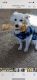 American Eskimo Dog Puppies for sale in Wellsville, KS 66092, USA. price: NA