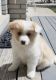 American Eskimo Dog Puppies for sale in Rochester Hills, MI, USA. price: $1,000