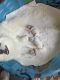 American Eskimo Dog Puppies for sale in Wayland, MI 49348, USA. price: $1,500