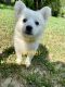American Eskimo Dog Puppies for sale in Hopkins, MN 55305, USA. price: $650