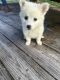 American Eskimo Dog Puppies for sale in Jacksonville, FL, USA. price: $600