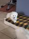 American Eskimo Dog Puppies for sale in Lake Alfred, FL 33850, USA. price: $300