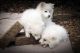 American Eskimo Dog Puppies for sale in South Boston, VA 24592, USA. price: $400