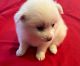 American Eskimo Dog Puppies for sale in Woodland Hills, Los Angeles, CA, USA. price: NA