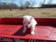 American Eskimo Dog Puppies for sale in Wichita, KS, USA. price: NA