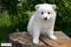American Eskimo Dog Puppies for sale in Phoenix, AZ, USA. price: NA