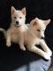 American Eskimo Dog Puppies for sale in . price: NA
