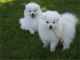 American Eskimo Dog Puppies for sale in Denver, CO, USA. price: NA