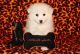 American Eskimo Dog Puppies for sale in Lakewood, CO, USA. price: NA