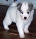 American Eskimo Dog Puppies for sale in Overland Park, KS, USA. price: NA