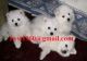American Eskimo Dog Puppies for sale in Rochester, MN, USA. price: NA