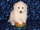 American Eskimo Dog Puppies for sale in North Las Vegas, NV, USA. price: NA