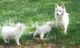 American Eskimo Dog Puppies for sale in Troutville, VA 24175, USA. price: $300