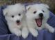 American Eskimo Dog Puppies for sale in FL-436, Casselberry, FL, USA. price: NA