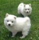 American Eskimo Dog Puppies for sale in Calgary, AB, Canada. price: NA