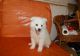American Eskimo Dog Puppies for sale in Waldoboro, ME 04572, USA. price: NA