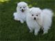 American Eskimo Dog Puppies for sale in Wichita, KS, USA. price: NA