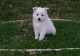 American Eskimo Dog Puppies for sale in Tallahassee, FL, USA. price: NA