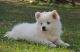 American Eskimo Dog Puppies for sale in Manchester, ME, USA. price: NA