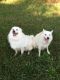 American Eskimo Dog Puppies for sale in Richmond, TX, USA. price: NA