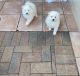 American Eskimo Dog Puppies for sale in Miami, FL, USA. price: NA