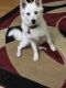 American Eskimo Dog Puppies for sale in Clearwater, FL, USA. price: NA
