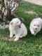 American Eskimo Dog Puppies