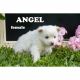 American Eskimo Dog Puppies for sale in Clare, MI 48617, USA. price: $1,250