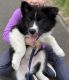 American Eskimo Dog Puppies for sale in Nerstrand, MN 55053, USA. price: $1,500