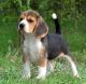 American Foxhound Puppies for sale in Arden, DE 19810, USA. price: NA