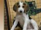 American Foxhound Puppies for sale in Seattle, WA 98103, USA. price: NA