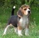 American Foxhound Puppies