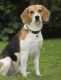 American Foxhound Puppies for sale in Irvine, CA 92603, USA. price: NA
