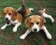 Two American Foxhound Puppies
