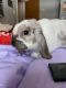 American Fuzzy Lop Rabbits for sale in Malta, NY 12020, USA. price: $250