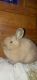 American Fuzzy Lop Rabbits for sale in Puyallup, WA, USA. price: $80