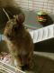American Fuzzy Lop Rabbits for sale in San Jose, CA 95116, USA. price: NA