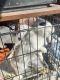 American Fuzzy Lop Rabbits for sale in 4161 Redondo Beach Blvd, Lawndale, CA 90260, USA. price: $250